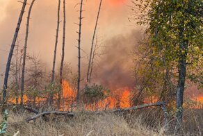 Воронежская область в огне: огонь добрался до жилых домов
