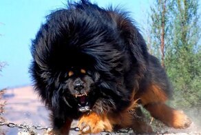 Тибетский мастиф: 58 тысяч лет на страже порядка. Безупречный охранник, собака-гигант