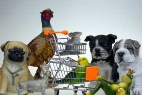 Топ 10 маленьких домашних животных для вашего ребенка