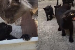 Кошка атаковала кота, напугавшего её детеныша