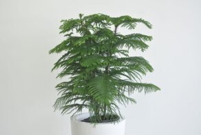 Араукария — уход и размножение в домашних условиях