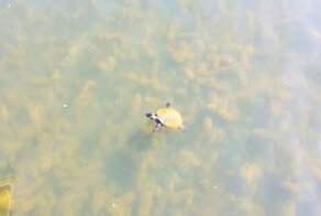 Мои дорогие козявочки