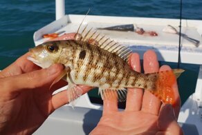 Моя коллекция рыбешек, часть 2