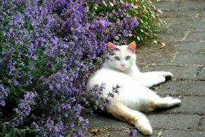 Кошачья мята: свойства и применение