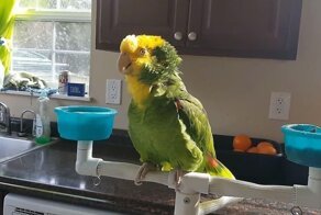 Утренняя распевка попугая