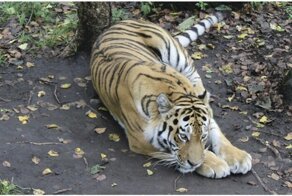 В Амурской области браконьеры убили известного тигра Павлика