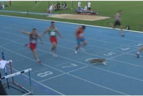 Бездомный кот решил поучаствовать в забеге