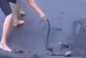 Мужчина пожалел, что вытащил змею из воды