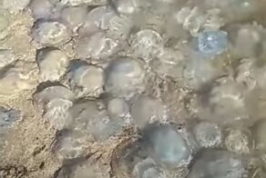 «Кладбище медуз» на&nbsp;пляжах Азовского моря вызвало отвращение у&nbsp;отдыхающих 