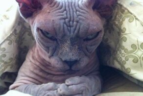 Фото, подтверждающие, что коты из потустороннего мира