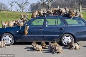 Не оставляйте машину наедине с обезьянами! (13 фото)