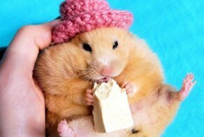 Чем можно и чем нельзя кормить хомяка