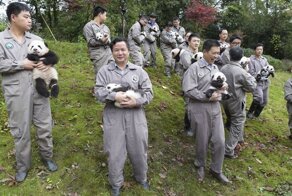 Работа нянькой панды: полное довольствие и $23 000 в год