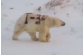 Медведь и туристка. Кто виноват?