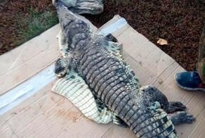 Российский браконьер выловил в реке крокодила, но не растерялся и попытался его разделать