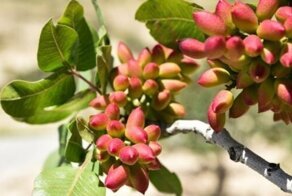 Проверьте свои знания. Вот так выглядят 13 известных продуктов до сбора урожая