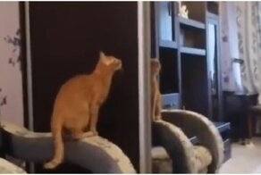 Миссия невыполнима по-кошачьи