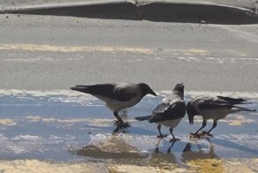 Интересные факты о воронах