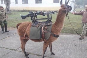 Армия Аргентины вооружилась боевыми ламами