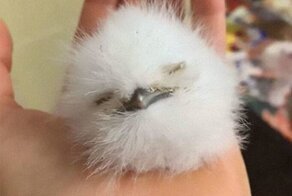 Птенцы лягушкоротов - само очарование!