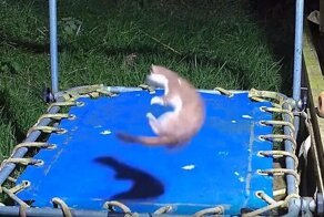 Игривый горностай устроил весёлый аттракцион на батуте