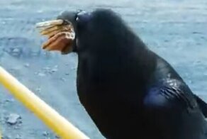  Вороне как-то Бог послал кусок печенья