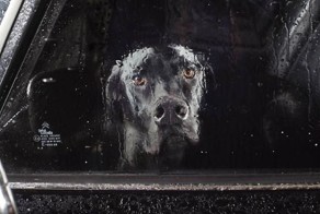 Собаки ждут хозяина (11 фото)