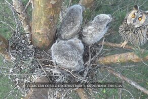 Ушастая сова и её милое потомство