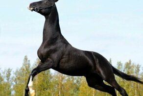 Ахалтекинец: Способности «совершенной» породы лошадей. Почему она претендует на идеал?