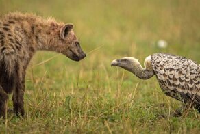 Животные в фотографиях