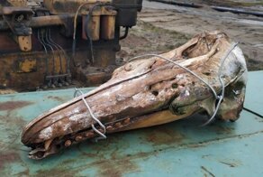 Во время работы в северных водах, нефтяники вытащили из моря череп неизвестного существа