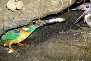 В подземелье зимородка - птицы, которая одинаково хорошо себя чувствует в воде, воздухе и под землёй