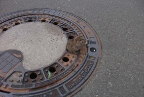 Пожарные спасли крысу, застрявшую в канализационном люке