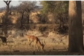 Леопард настиг импалу впечатляющим прыжком с дерева