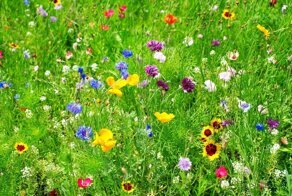 Простое чудо буйных красок: почему цветы такие яркие, пестрые и заметные?