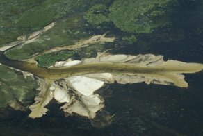 Самая большая внутренняя дельта планеты, впадающая в... пустыню