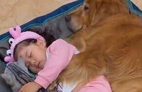 Один пушистый друг - хорошо, а два - еще лучше