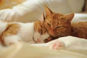 Коты были на седьмом небе от радости, точнее, на верхней полке: хозяин выкупил всё купе для поездки с питомцами