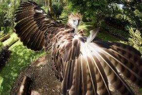 Обезьяноед: Гигантский орёл против приматов. Как охотится птица с «особым» рационом?