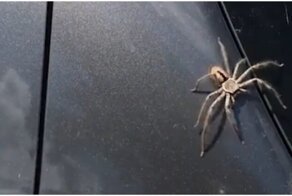 Неожиданный помощник избавил австралийку от паука