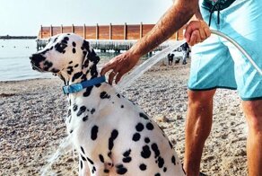 Свои обычаи: как относятся к домашним животным в разных странах