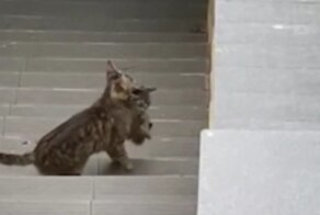 Три кошки помогли забраться котенку на крышу дома