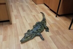 В Вологодской области мужчина, недавно освободившийся из колонии, пришел в полицию с крокодилом