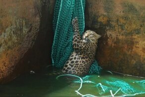 Правда ли, что дикие животные приходят за помощью к людям?