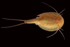 Самое древнее животное, которое до сих пор не вымерло