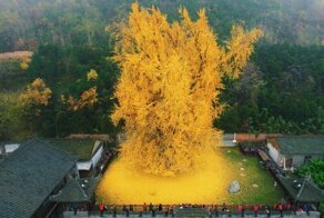 1400-летнее дерево гинкго