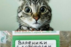 Ошибки и опечатки из жизни