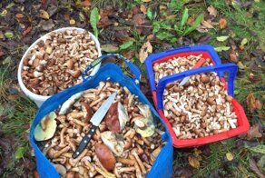 Осенние опята