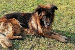 Усыпленная собака встала из могилы, чтобы вернуться домой