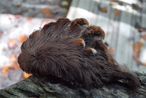 В Вирджинию вторглись гусеницы-отравители